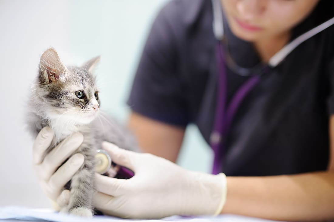 Urgence VETERINAIRE Clermont-Ferrand - Puy de Dôme